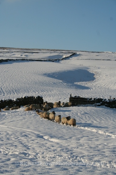 photo of Garrigill Sheep
